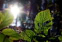 4711 blatt-SAM_0613-1-Kopie